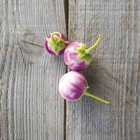 MINI AUBERGINE THAI Lavender Frog Egg - Graines BIO | Ferme de Sainte Marthe | Graines et Bio MINI AUBERGINE THAI Lavender Frog Egg - Graines BIO | Ferme de Sainte Marthe | Graines et Bio
