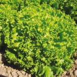 LAITUE À COUPER Lollo Bionda - Graines BIO | Ferme de Sainte Marthe | Graines et Bio