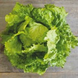 LAITUE BATAVIA Rouge Grenobloise - Graines BIO