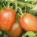 TOMATE PURPLE RUSSIAN - Graines BIO