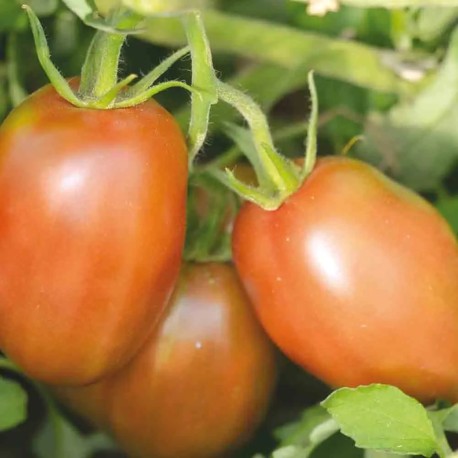 TOMATE PURPLE RUSSIAN - Graines BIO | Ferme de Sainte Marthe | Graines et Bio TOMATE PURPLE RUSSIAN - Graines BIO | Ferme de Sainte Marthe | Graines et Bio