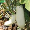 AUBERGINE LONGUE BLANCHE - Graines BIO | La Semence Bio | Graines et Bio