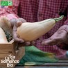 COURGE MINI BUTTERNUT Musquée - Graines BIO | La Semence Bio | Graines et Bio