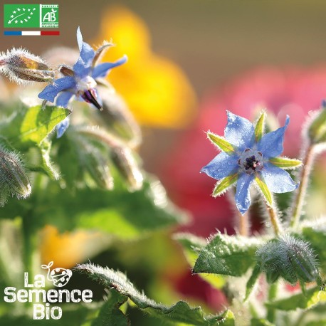 BOURRACHE OFFICINALE - Graines BIO | La Semence Bio | Graines et Bio BOURRACHE OFFICINALE - Graines BIO | La Semence Bio | Graines et Bio