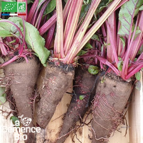 BETTERAVE CRAPAUDINE - Graines BIO | La Semence Bio | Graines et Bio