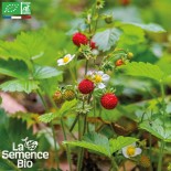 🍓 Graines de FRAISIER - FRAISE DES BOIS Reine des Vallées - Graines BIO
