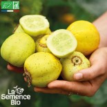 🥒 Graines de CONCOMBRE - CONCOMBRE LEMON - Graines BIO