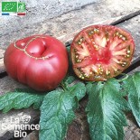 TOMATE BRANDYWINE Joyce - Graines BIO | La Semence Bio | Graines et Bio