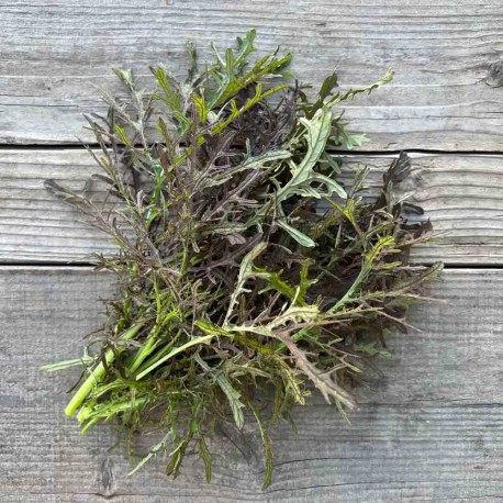 MOUTARDE INDIENNE Purple Frills - Graines BIO | Ferme de Sainte Marthe | Graines et Bio MOUTARDE INDIENNE Purple Frills - Graines BIO | Ferme de Sainte Marthe | Graines et Bio