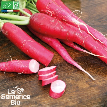 RADIS ROSE DE PÂQUES - Graines BIO | La Semence Bio | Graines et Bio