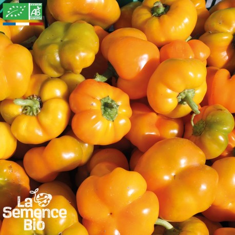 POIVRON MANDARINE - Graines BIO | La Semence Bio | Graines et Bio POIVRON MANDARINE - Graines BIO | La Semence Bio | Graines et Bio