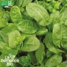 OSEILLE - Graines BIO | La Semence Bio | Graines et Bio