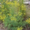 RUE Officinale - Graines BIO | Ferme de Sainte Marthe | Graines et Bio