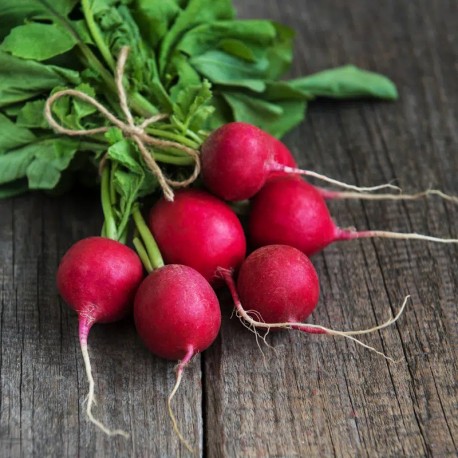 RADIS ROND RAXE - Graines BIO | Ernest Turc | Graines et Bio