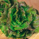 PACK "Les Essentiels du Potager" - Graines Bio |  | Graines et Bio