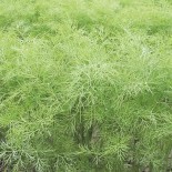 PACK "Les Aromatiques" - Graines Bio |  | Graines et Bio