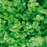 PACK "Les Aromatiques" - Graines Bio |  | Graines et Bio