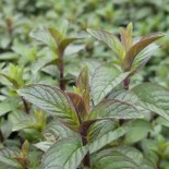 PACK "Les Aromatiques" - Graines Bio |  | Graines et Bio