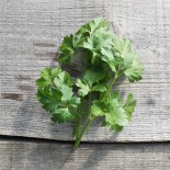 PACK "Les Aromatiques" - Graines Bio |  | Graines et Bio