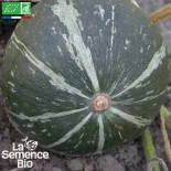 🍑 Graines de COURGE - POTIMARRON GREEN HOKKAIDO - Graines BIO