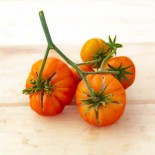 TOMATE ANCIENNE Striped German - Graines BIO | KOKOPELLI | Graines et Bio