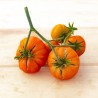 TOMATE ANCIENNE Striped German - Graines BIO | KOKOPELLI | Graines et Bio