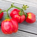 TOMATE À FARCIR STRIPED CAVERN - Graines BIO | KOKOPELLI | Graines et Bio