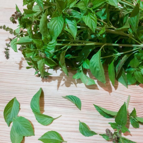 BASILIC CITRON Mrs Burns - Graines BIO | KOKOPELLI | Graines et Bio