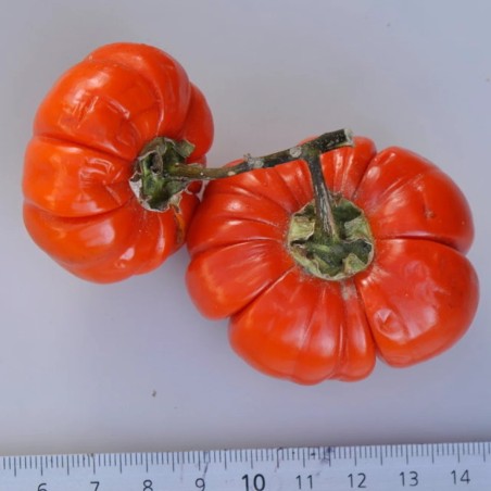 AUBERGINE AMÈRE Rouge de Chine 🍆 Livraison Gratuite