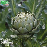 PACK "Les Légumes Perpétuels" - Graines Bio |  | Graines et Bio