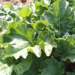 PACK "Les Légumes Perpétuels" - Graines Bio |  | Graines et Bio