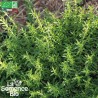 PACK "Bouquet Garni" - Graines Bio |  | Graines et Bio
