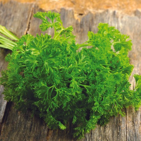 CERFEUIL Frisé - Graines BIO | Ferme de Sainte Marthe | Graines et Bio
