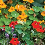 CAPUCINES EN MÉLANGE - Graines BIO PRÉSEMÉ | Ernest Turc | Graines et Bio