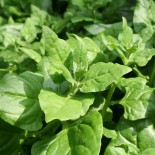 TÉTRAGONE CORNUE - Graines BIO | Ernest Turc | Graines et Bio