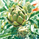 🥦 Graines d'ARTICHAUT - ARTICHAUT IMPERIAL STAR - Graines BIO