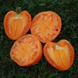 TOMATE COEUR DE BOEUF Orange - Graines BIO | KOKOPELLI | Graines et Bio