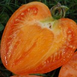 TOMATE COEUR DE BOEUF Orange - Graines BIO | KOKOPELLI | Graines et Bio