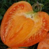 TOMATE COEUR DE BOEUF Orange - Graines BIO | KOKOPELLI | Graines et Bio