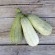 COURGETTE ORTOLANA di FAENZA - Graines BIO