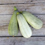 COURGETTE ORTOLANA di FAENZA - Graines BIO | Ferme de Sainte Marthe | Graines et Bio