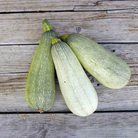 COURGETTE ORTOLANA di FAENZA - Graines BIO | Ferme de Sainte Marthe | Graines et Bio