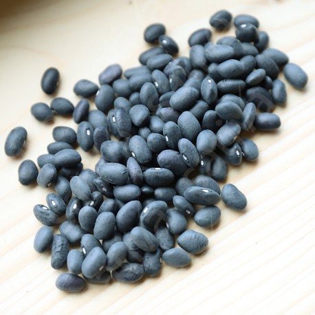 HARICOT NAIN NOIR Black Turtle - Graines BIO | Sativa | Graines et Bio