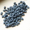 HARICOT NAIN À ÉCOSSER Black Turtle - Graines BIO | Sativa | Graines et Bio