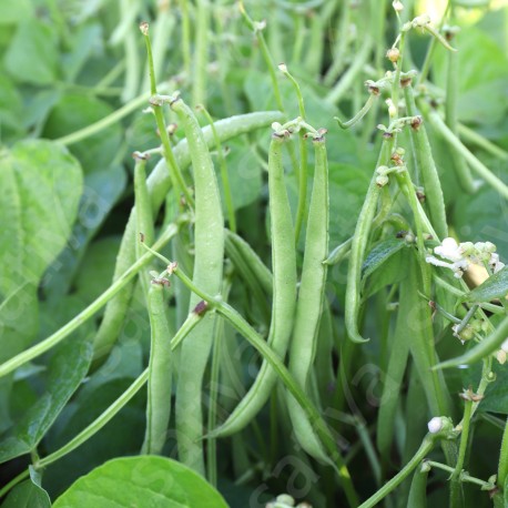 HARICOT NAIN Maxi - Graines BIO | Sativa | Graines et Bio