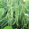 HARICOT NAIN MANGETOUT SANS FIL Maxi - Graines BIO | Sativa | Graines et Bio
