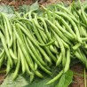 HARICOT NAIN EXTRA FIN Elmoro - Graines BIO | Sativa | Graines et Bio