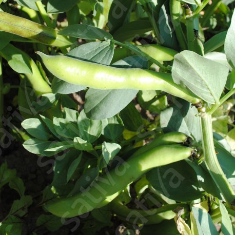 FÈVE à LONGUES COSSES Aquadulce - Graines BIO | Sativa | Graines et Bio