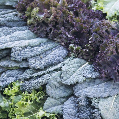CHOUX KALE ou CHOUX FRISÉS en Mélange - Graines BIO | Sativa | Graines et Bio