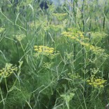 FENOUIL Condimentaire -...